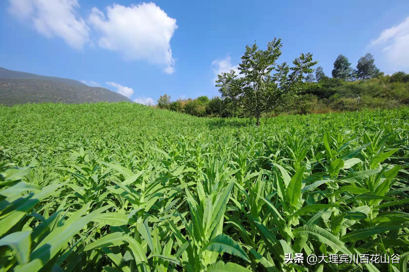 秋季种什么农作物赚钱_秋季种什么经济作物收益高_秋季作物种什么好