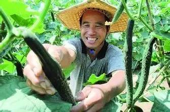 农村种地最挣钱的投资项目_农民种地种什么赚钱_农村的地种什么能赚钱