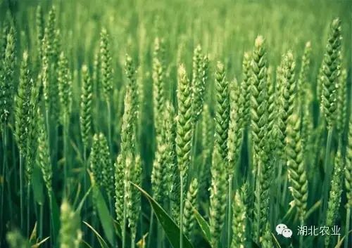 东北种植业什么最赚钱_东北种植业赚钱吗_东北种植业赚钱吗现在