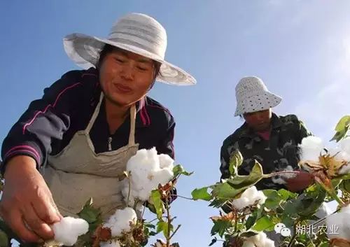 东北种植业赚钱吗_东北种植业赚钱吗现在_东北种植业什么最赚钱