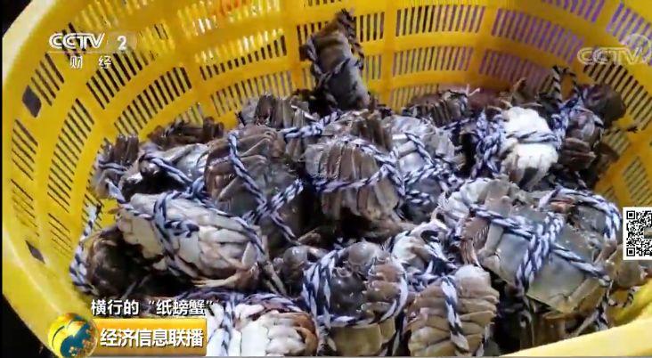 卖螃蟹能赚多少钱_卖螃蟹的利润空间有多大_为什么我卖螃蟹不赚钱