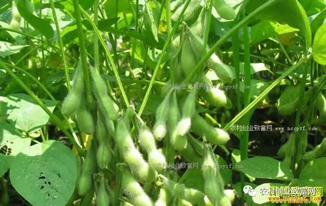 今年什么农作物最赚钱-2018年种植什么农作物有前景好赚钱？-优创圈