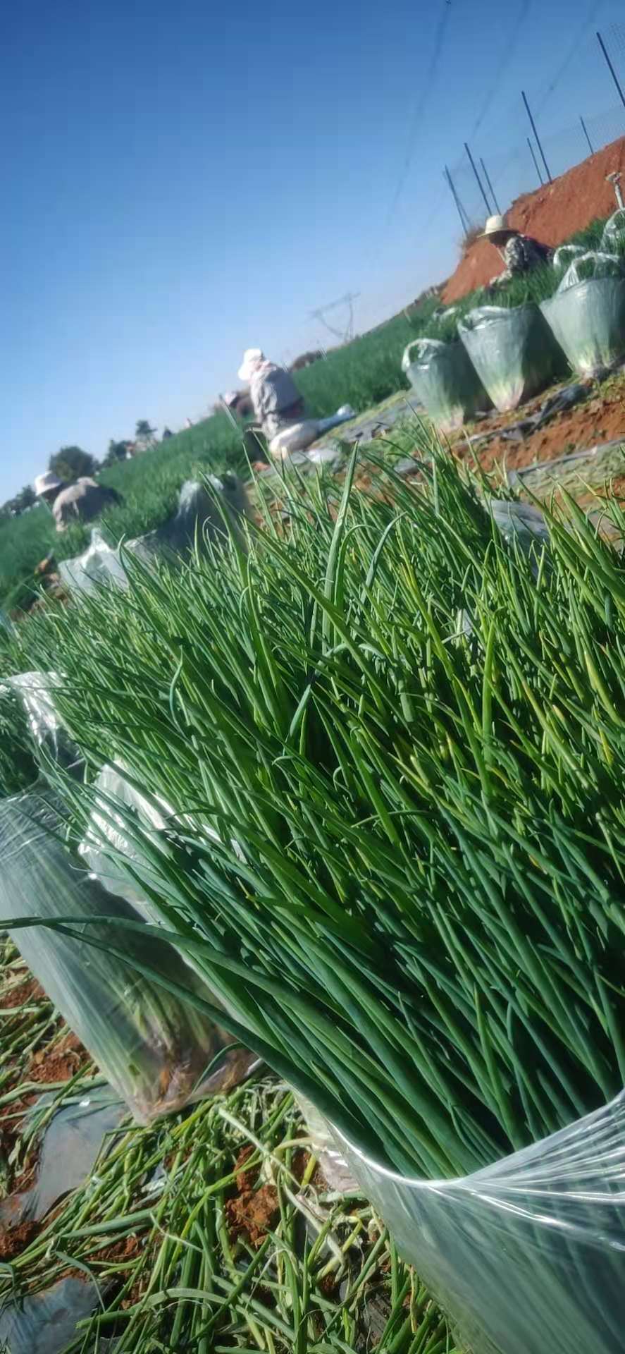 朋友圈卖什么最赚钱_朋友圈卖啥赚钱_朋友圈里卖什么东西好赚