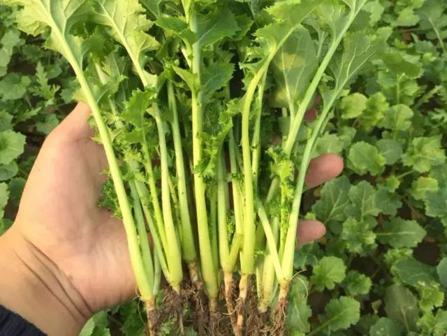 农作物种植什么利润大_2021什么农作物赚钱_农作物种植什么赚钱