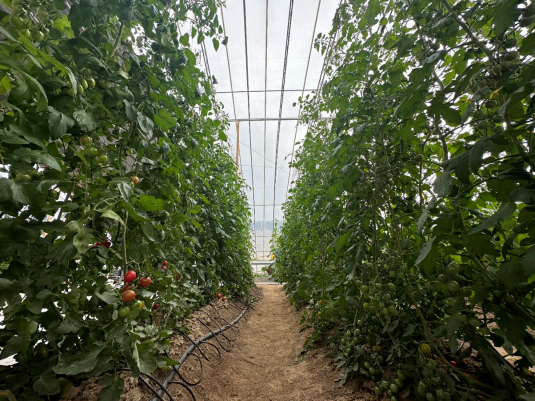 种地能赚多少钱_田地里种植什么赚钱快_地里种植什么赚钱