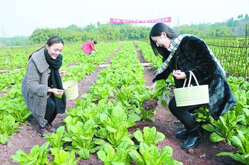 田地里种植什么赚钱快_种地能赚多少钱_田里种植什么好赚钱