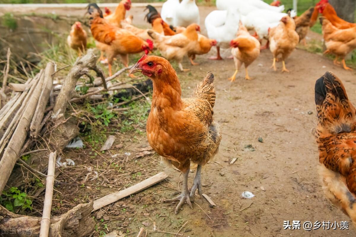 比较赚钱的养殖_养什么不占地方能赚钱_可以养殖赚钱的小宠物