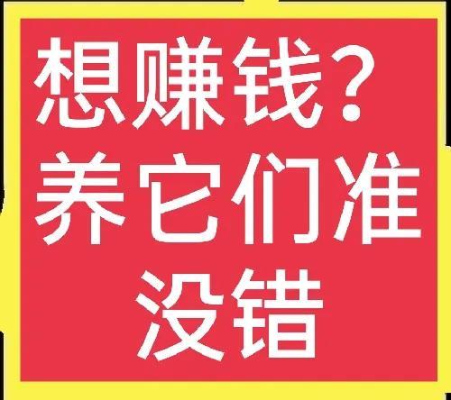 什么养殖业最赚钱 十个不用担心销路的养殖项目(1)一般人我不告诉他，看完请收藏-侠客笔记