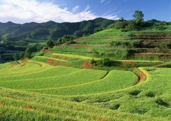 农村慌地做什么最赚钱_农村挣地边_农村赚钱方法100种