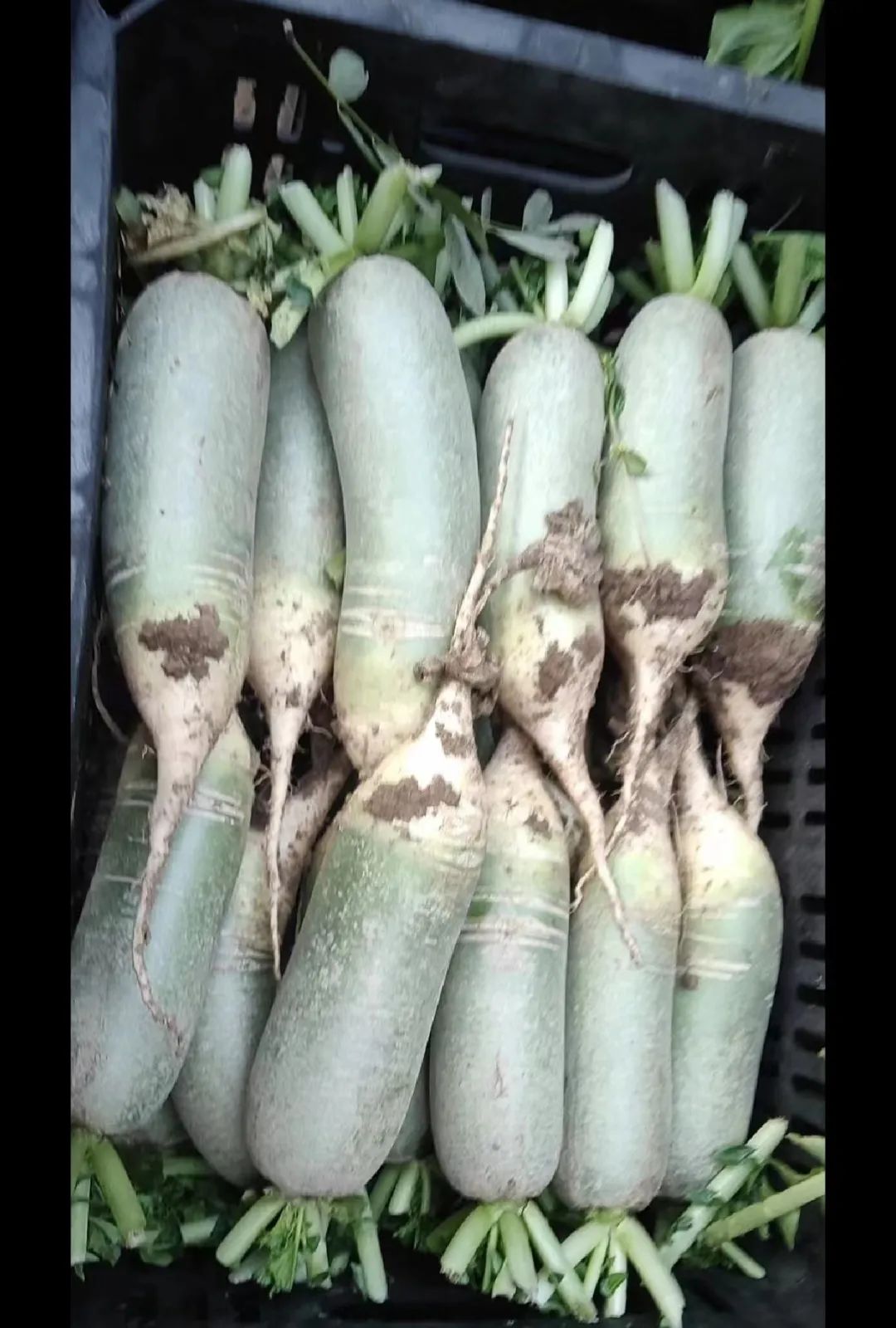 豆赚钱文章赚钱_赚钱什么豆_豆赚钱app官方