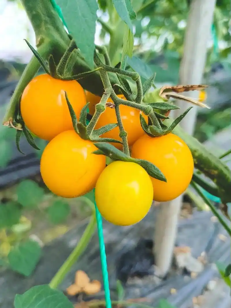 农场种植赚钱小游戏_农场种植什么赚钱_农场种植什么最赚钱