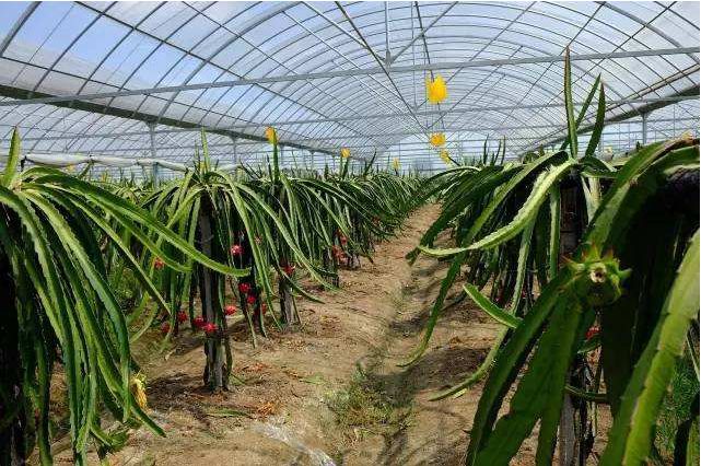 种植赚钱吗_种植业一年能赚多少钱_今年种植什么赚钱
