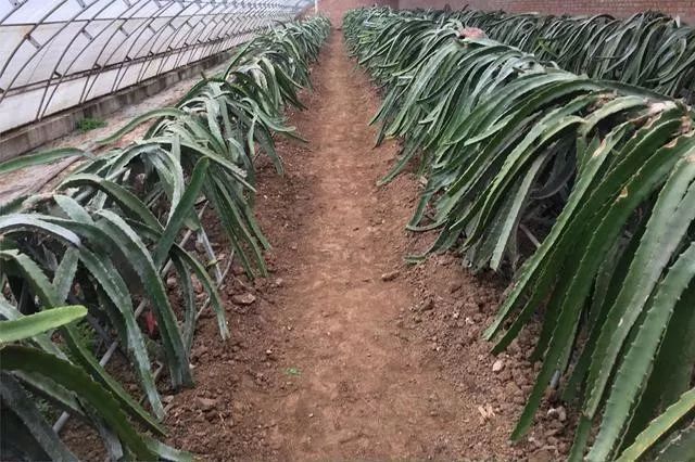 今年种植什么赚钱_种植业一年能赚多少钱_种植赚钱吗