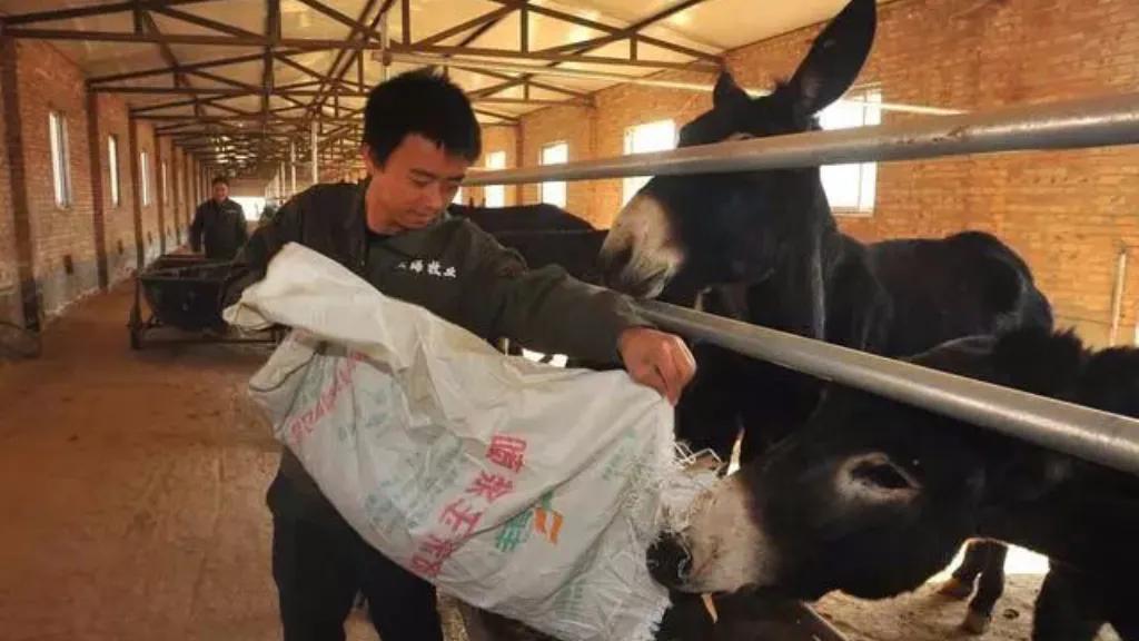 图片[2]-农村什么养殖赚钱-原来，这五个农村养殖项目最赚钱，快来看看都有啥！ 一-优创圈