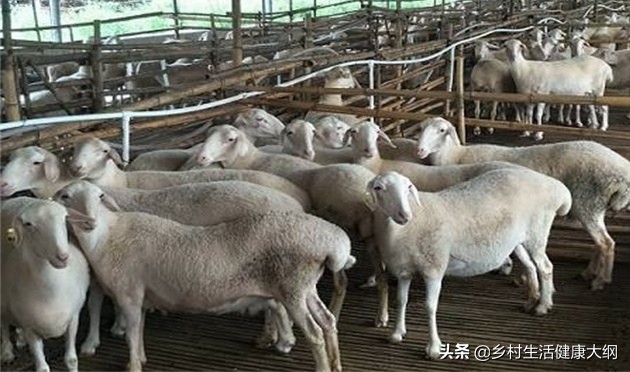 农村什么养殖赚钱-不想打工了，想做养殖，到底养殖什么，才可以稳赚不赔呢-优创圈