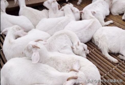 图片[2]-农村什么养殖赚钱-不想打工了，想做养殖，到底养殖什么，才可以稳赚不赔呢-优创圈