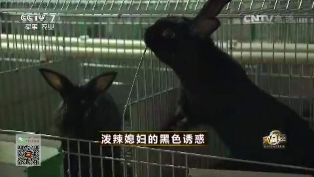 腾冲种植什么赚钱_云南腾冲适合种植什么果树_腾冲最适合种的植物