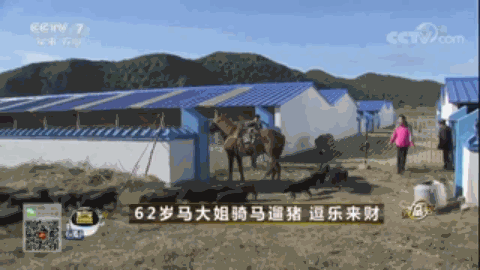 云南腾冲适合种植什么果树_腾冲最适合种的植物_腾冲种植什么赚钱