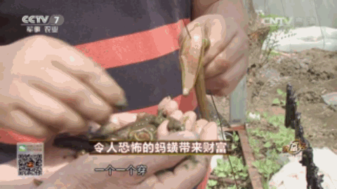 腾冲最适合种的植物_云南腾冲适合种植什么果树_腾冲种植什么赚钱