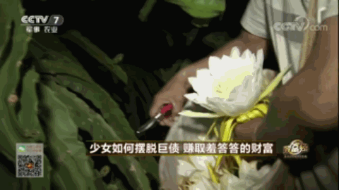 腾冲种植什么赚钱_腾冲最适合种的植物_云南腾冲适合种植什么果树