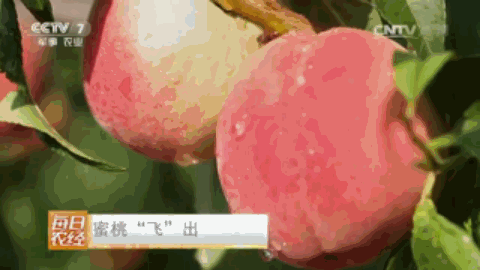 腾冲种植什么赚钱_腾冲最适合种的植物_云南腾冲适合种植什么果树