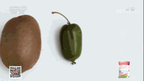 腾冲种植什么赚钱_腾冲最适合种的植物_云南腾冲适合种植什么果树