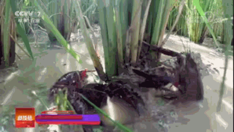 云南腾冲适合种植什么果树_腾冲种植什么赚钱_腾冲最适合种的植物