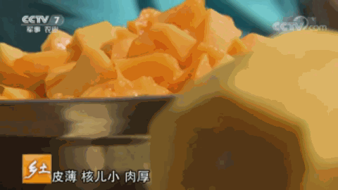 腾冲最适合种的植物_腾冲种植什么赚钱_云南腾冲适合种植什么果树