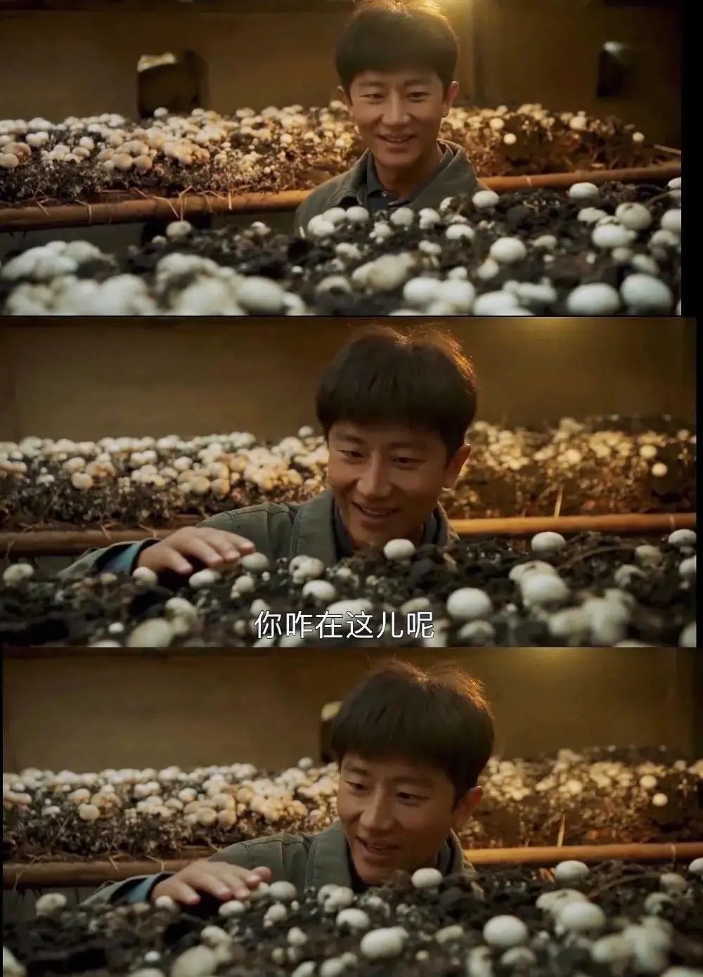 腾冲最适合种的植物_云南腾冲适合种植什么果树_腾冲种植什么赚钱