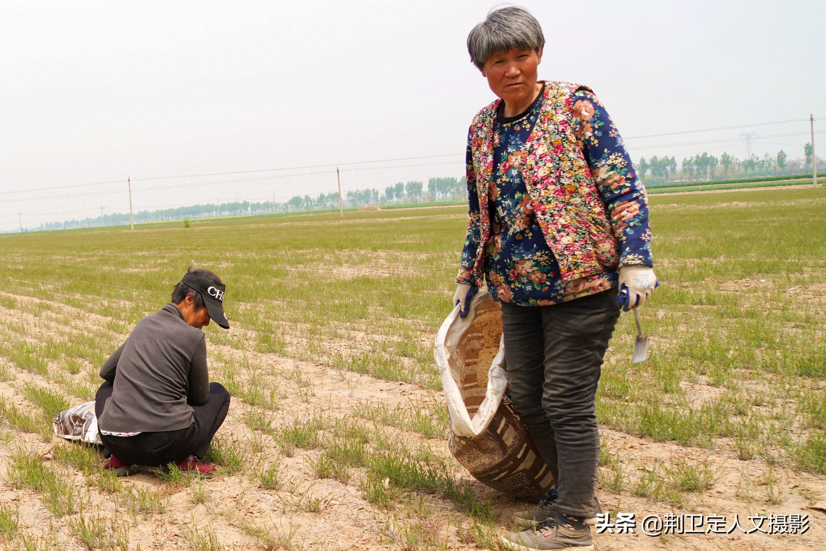 山西农民种植“懒汉草”，亩收入过万元，看看种的啥