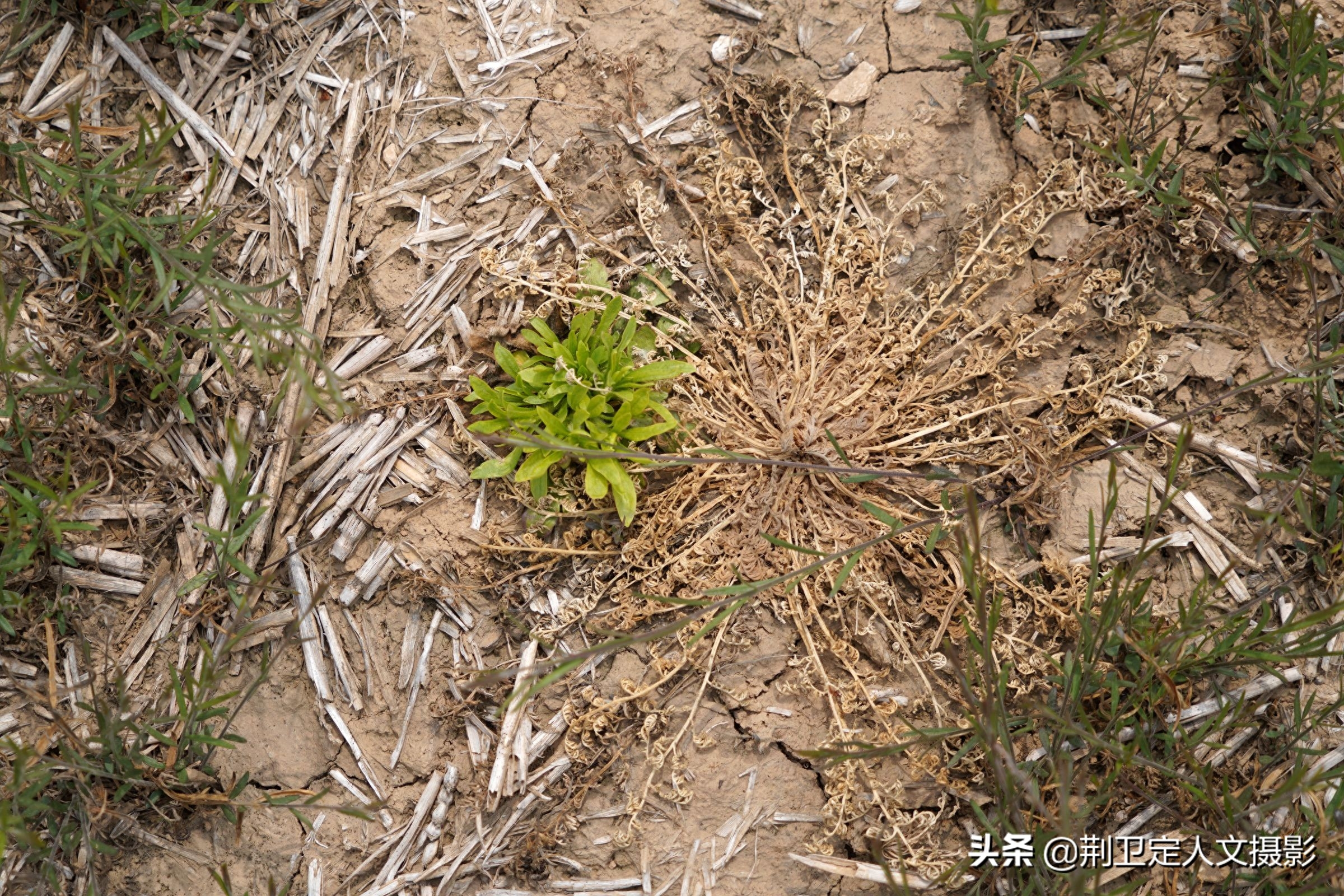 山西农民种植“懒汉草”，亩收入过万元，看看种的啥