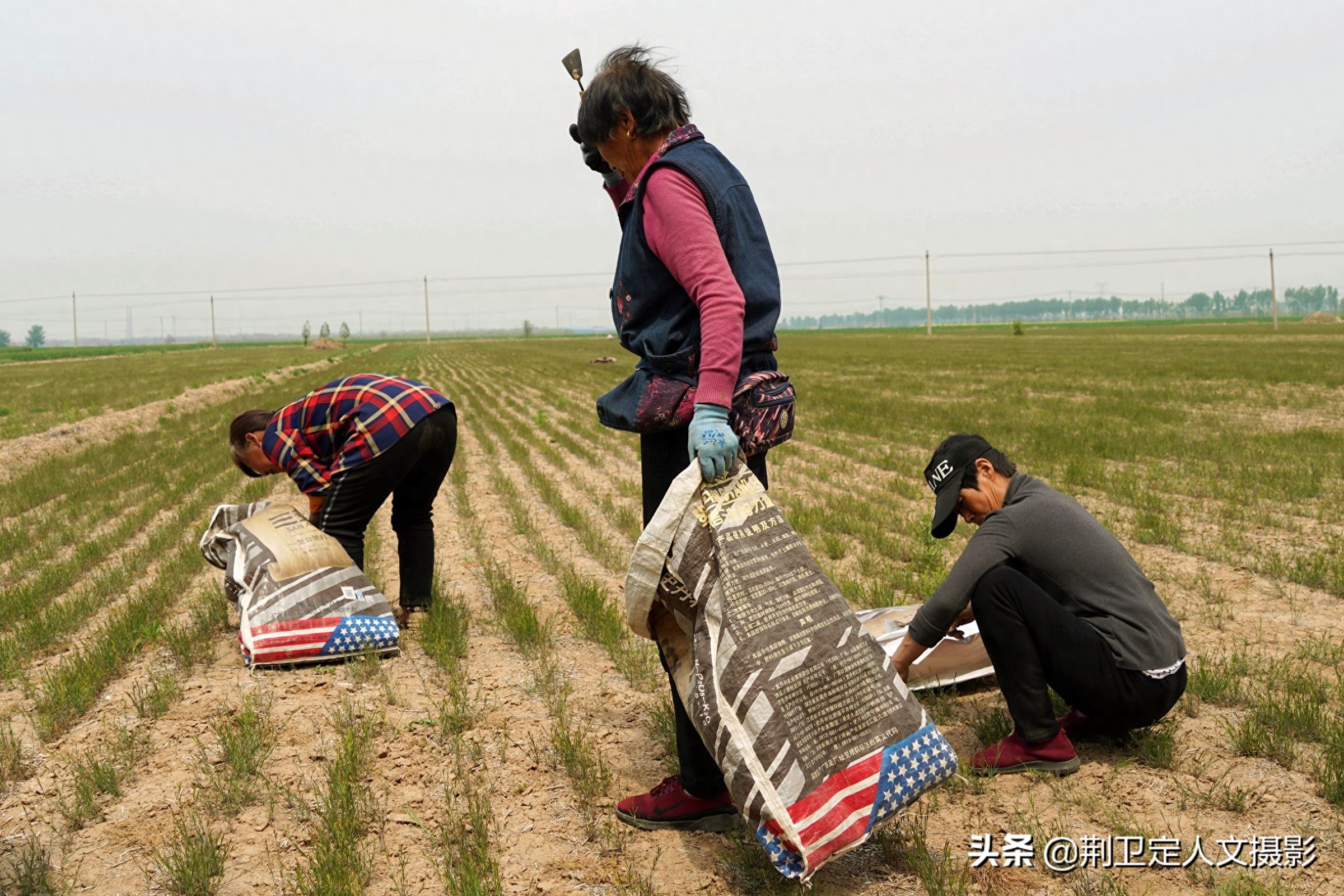 山西农民种植“懒汉草”，亩收入过万元，看看种的啥