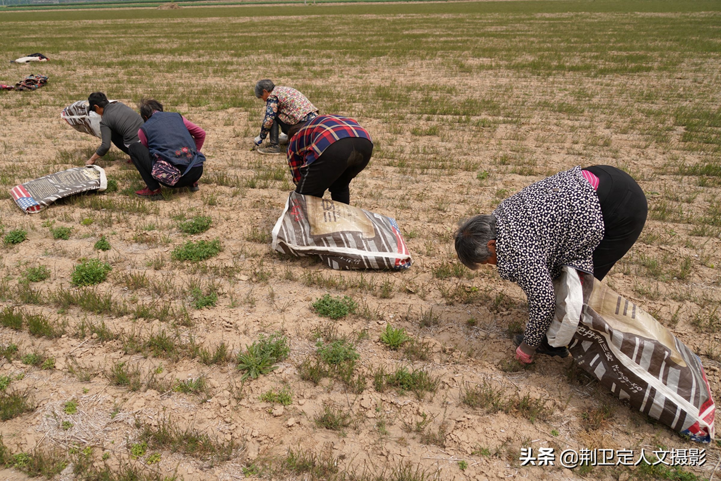 山西农民种植“懒汉草”，亩收入过万元，看看种的啥