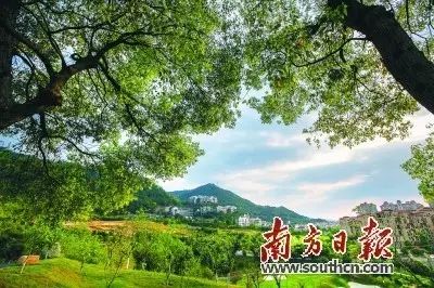 广东农村种植什么赚钱不愁销路_广东梅州种植什么赚钱_广东梅州种植什么好