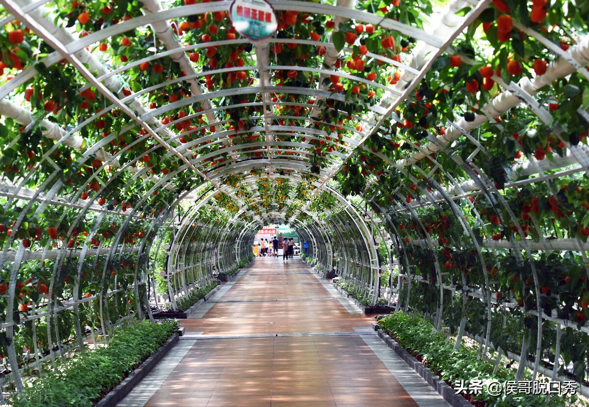 加工什么产品赚钱-国家支持乡村振兴，在农村最赚钱最有前景的9大行业，值得你收藏-优创圈