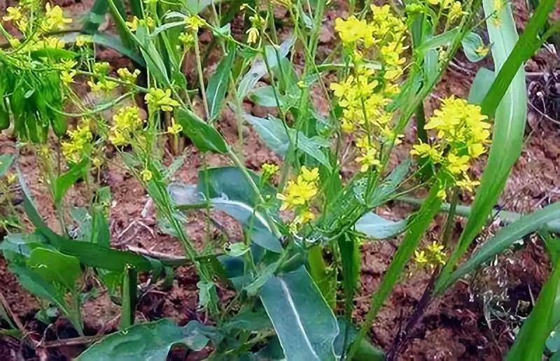 种药赚钱吗_地里种什么药赚钱_药才种植那种利润高