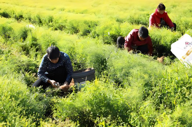 中药种植利润怎样_栽中药赚钱吗_种植什么中药最赚钱