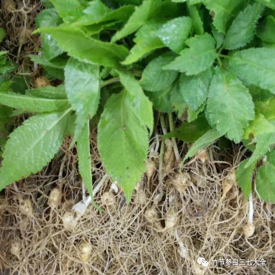 种植什么中药最赚钱_中药种植能不能赚钱_中药种植赚钱吗