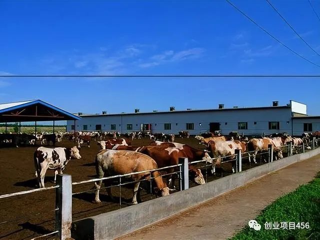 养牛赚钱不赚_都说养牛赚钞票_养什么牛最赚钱