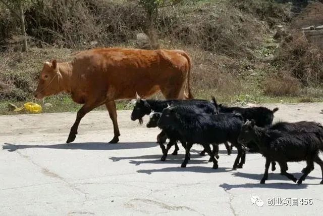 都说养牛赚钞票_养牛赚钱不赚_养什么牛最赚钱