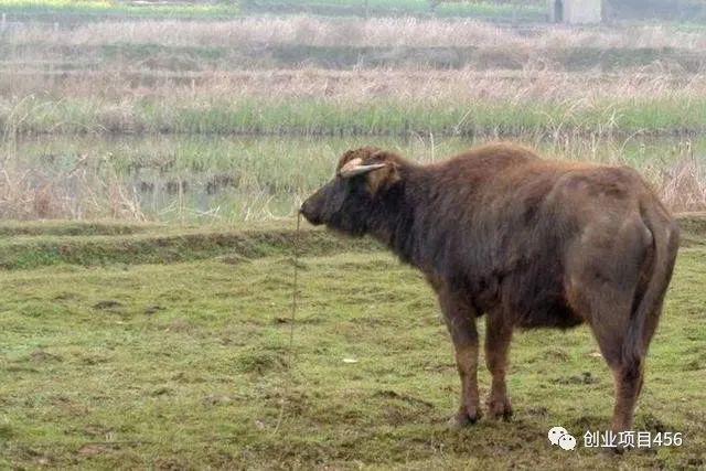 养什么牛最赚钱_养牛赚钱不赚_都说养牛赚钞票