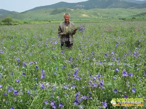 种植什么中药最赚钱 2017年种植什么中药材能赚钱-侠客笔记