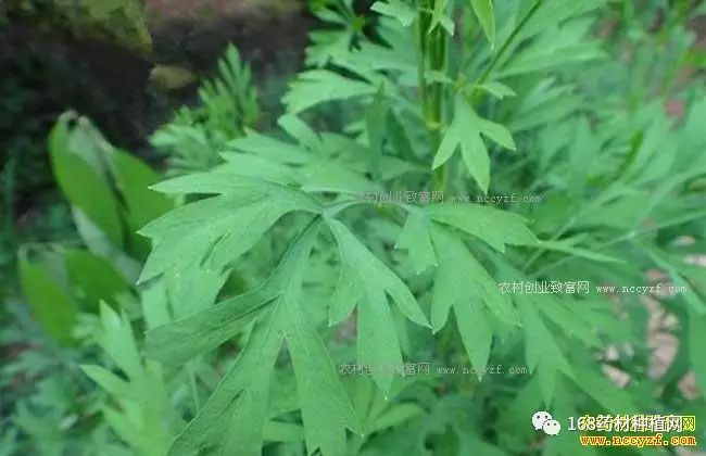 种植什么中药最赚钱_中药种植赚钱不_中药种植利润怎样