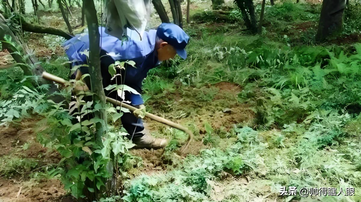 种植药材最少投资多少_种药赚钱吗_山上种植什么药才赚钱