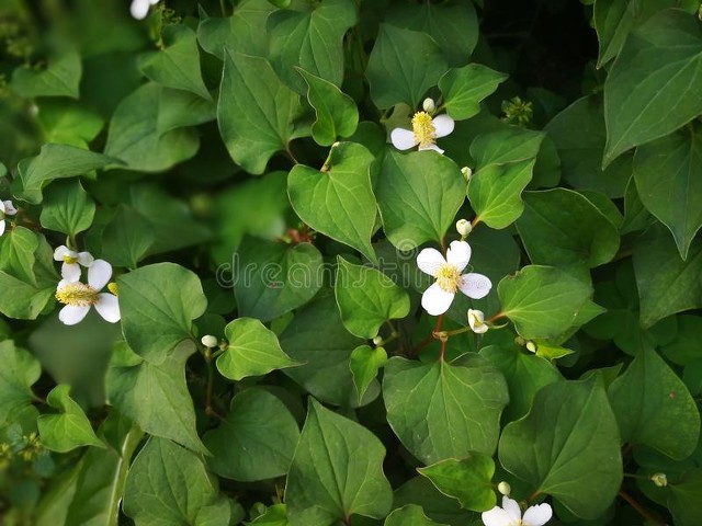 山上种植什么药才赚钱_种药赚钱吗_种植药材最少投资多少