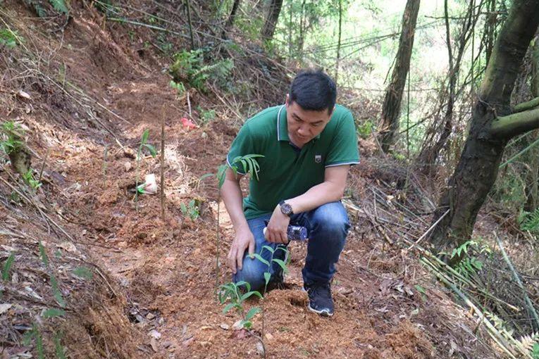 山上种植什么药才赚钱 小伙林下种黄精不拔草不施肥，4年采收一次每亩收入5万，长啥样子-侠客笔记