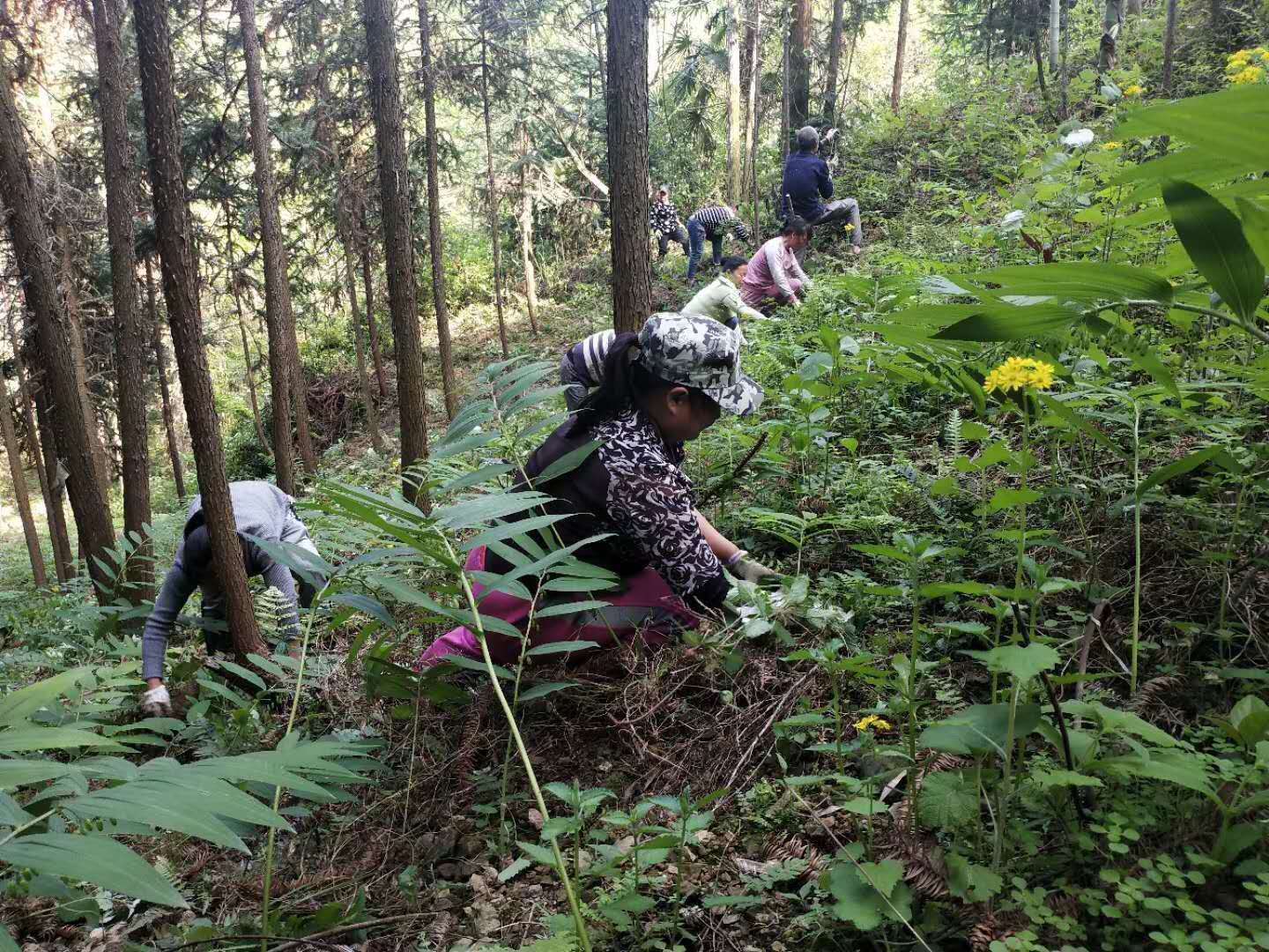 种植药材利润大吗_山上种植什么药才赚钱_种药赚钱吗