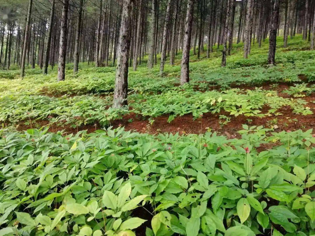 种药赚钱吗_山上种植什么药才赚钱_种植药材利润大吗