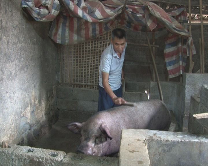 搞养猪在家副业挣钱吗_在家养猪搞什么副业_养猪兼职