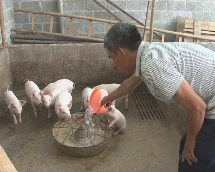 养猪兼职_搞养猪在家副业挣钱吗_在家养猪搞什么副业